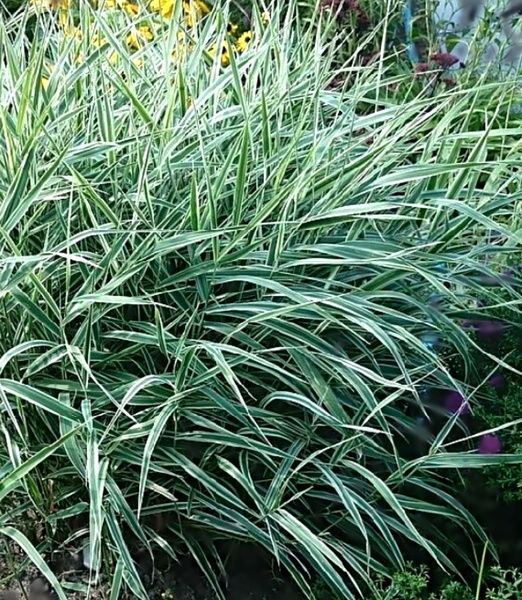 Phalaris arundinacea 'Picta'